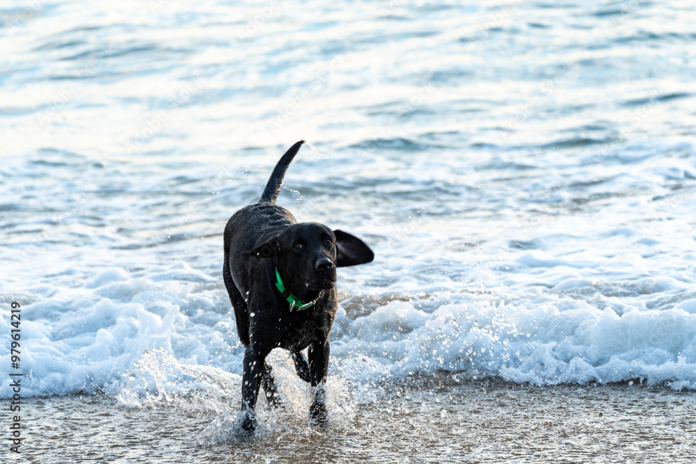 Black labrador retriever dog at the beach, playing in the ocean Black labrador retriever dog at the beach, playing in the ocean