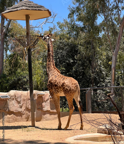 Canvas Print Giraffe Feeding in a Zoo Enclosure on a Sunny Day