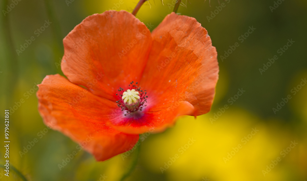 wide open poppy flower, pollen pistil of poppy flower, close-up poppy flower, red flower with pollen pistil, yellow background, red petals, Papaver rhoeas