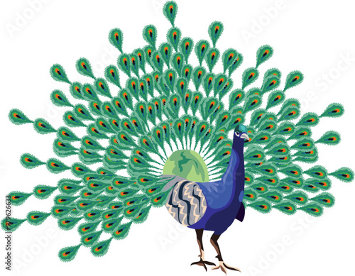 pavo real which translates as peacock or mor pankh clipart isolated on transparent background