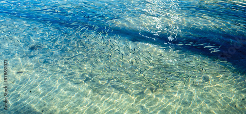 Minnows Schooling in the Sunlit Shallows of Waikiki Harbor.