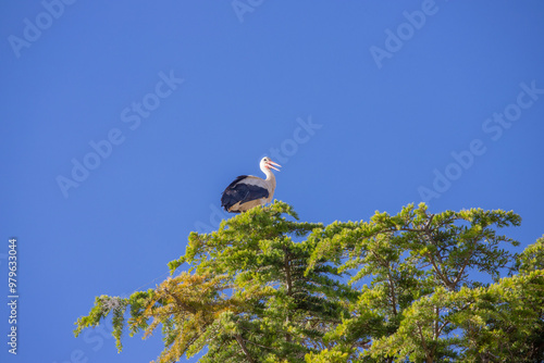 cigogne sur un arbre avec un ciel bleu