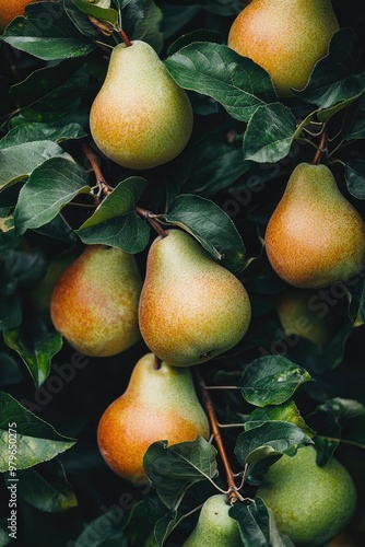 pears on a tree branch. Selective focus