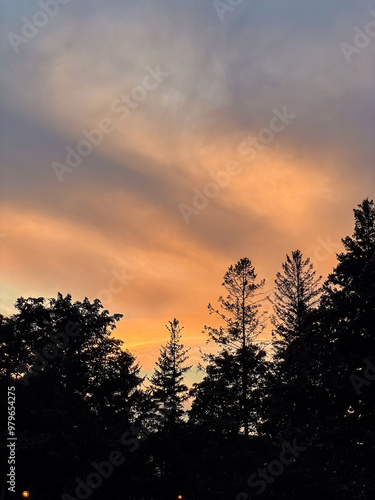 Beautiful sunset in the forest with silhouettes of trees and sky