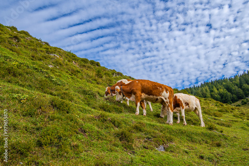 Hiking in Kaisergebirge Mountains at the Austrian Alps. Wilder Kaiser Austrian national park,  Scheffau, Tirol, Austria. Nature landscape. Idyllic landscape in the Alps with grazing cows. photo