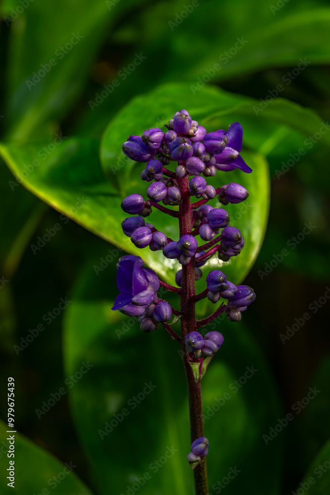 Botanical garden with color blossoms of flowers in summer hot morning Botanical garden with color blossoms of flowers in summer hot morning
