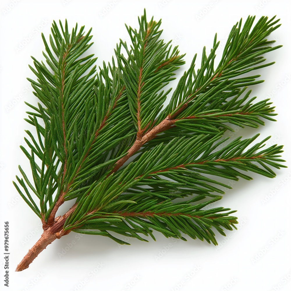 Cedar Leaf Isolated Cedar Leaf Isolated