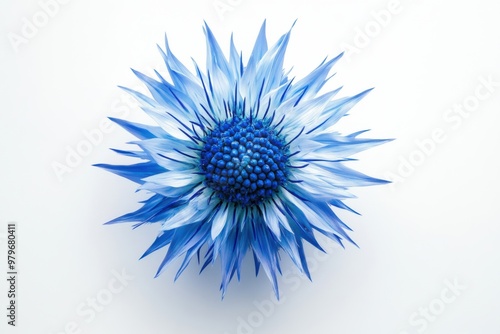 Spiky Blue Thistle Flower Head Isolated photo