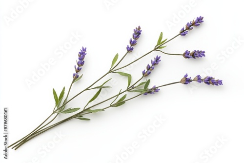 Aromatic Lavender Sprig on White Background