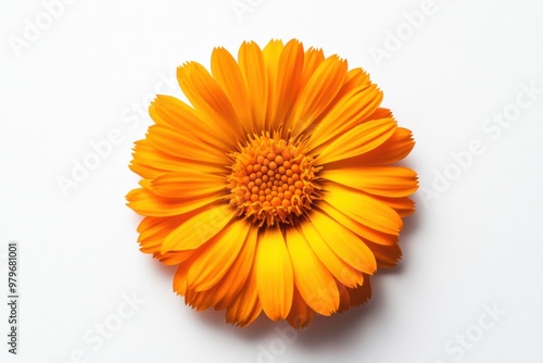 Bright Orange Calendula Flower on White