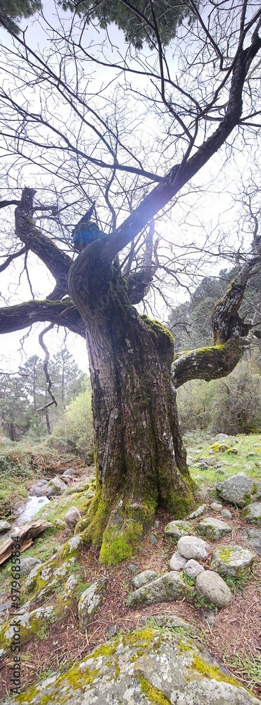 Naklejka premium tree in the forest