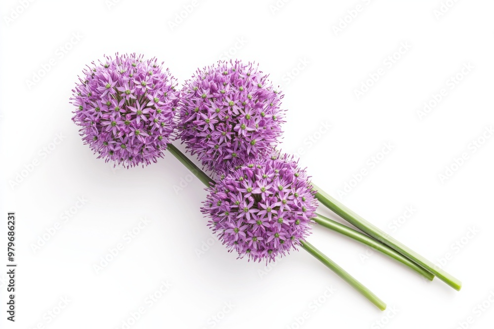 Whimsical Purple Allium Flower Globe Whimsical Purple Allium Flower Globe