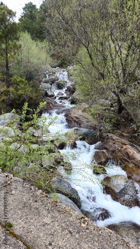 river in the forest