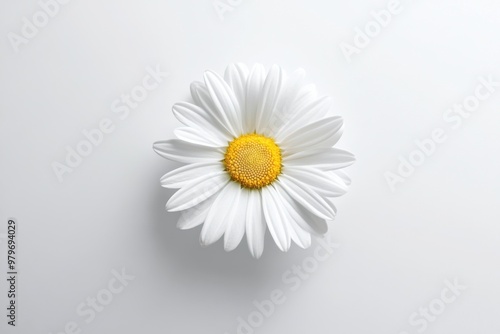 Classic White Daisy on Pure Background