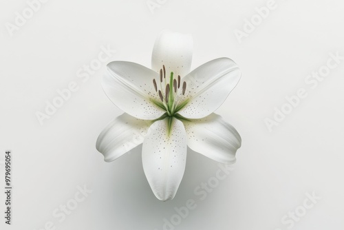 Elegant White Lily Flower Portrait