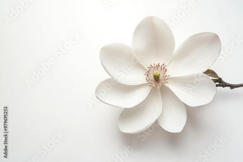 Luxurious White Magnolia Blossom Isolated