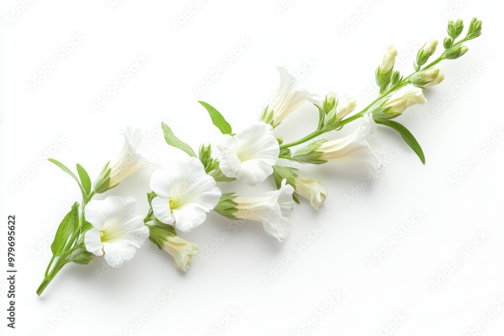 Elegant White Snapdragon Flower Spike Elegant White Snapdragon Flower Spike