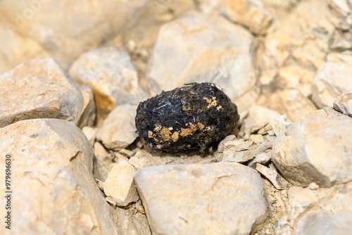 Little Owl (Athene Noctua) Pellet  