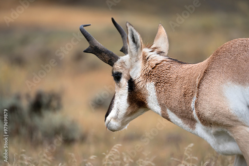 Antelope in Yellowstone National Park.