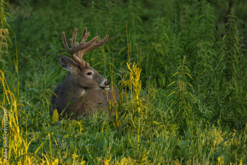 WHITETAIL DEER_ BUCK