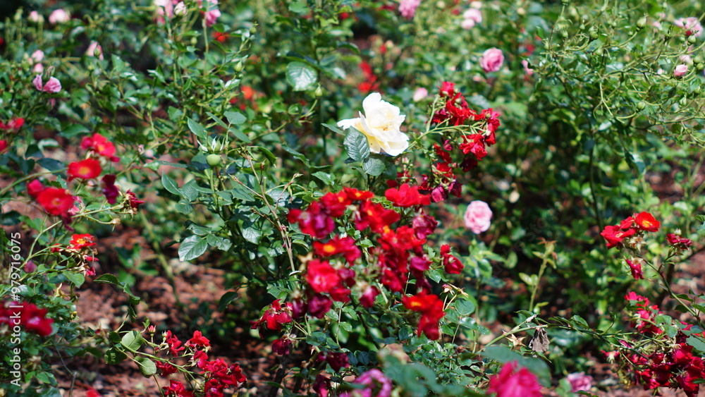 Blooming Rose Garden: A captivating close-up of a vibrant rose garden in full bloom, showcasing a medley of red, pink, and white roses amidst lush green foliage. Blooming Rose Garden: A captivating close-up of a vibrant rose garden in full bloom, showcasing a medley of red, pink, and white roses amidst lush green foliage.