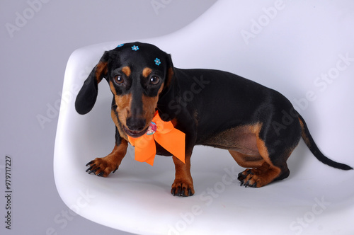 cachorro salsicha duchshund  fofo com laço de presente  photo