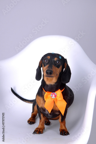 cachorro salsicha duchshund  fofo com laço de presente  photo