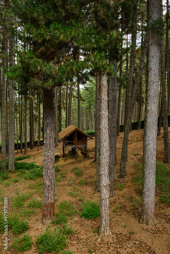 Rifugio per daini nel Parco Nazionale della Sila Piccola, Calabria, Italia
