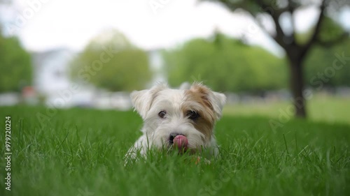 Happy dog playing with ball and lies on the grass and looking in camera. Close up footage