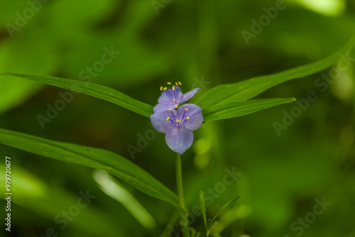 Wildflower in Greenbrier, Spring photo