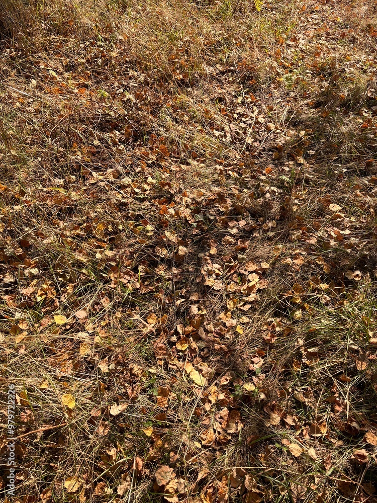 Autumn fallen yellow leaves lie on the green grass Autumn fallen yellow leaves lie on the green grass
