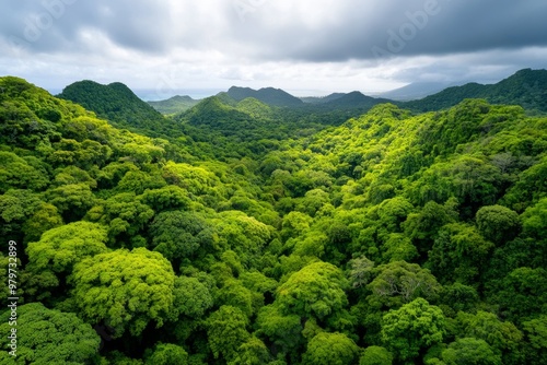 Trinidad and Tobago's lush Main Ridge Forest Reserve, the oldest legally protected forest reserve in the Western Hemisphere