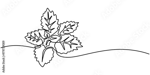 Mint, spearmint vector illustration.Background for label design. One continuous line art drawing illustration with lettering organic mint, Continuous Line Art Illustration. Mint or Spearmint