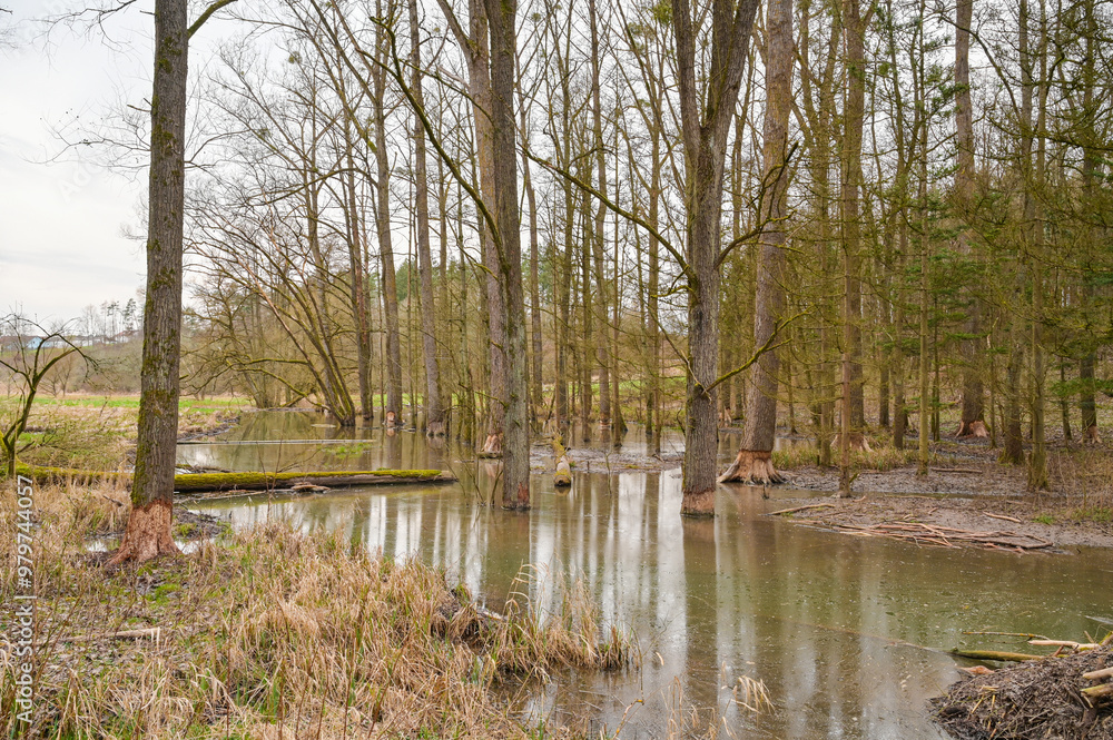 Flooding around trees in the forest of a stream by the dams of a beaver, beaver dam in Germany Flooding around trees in the forest of a stream by the dams of a beaver, beaver dam in Germany