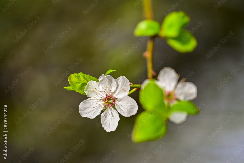 blossoming pink flowers of theWild cherry, bird cherry (Prunus avium) in spring against a blue sky, cherry blossom, ornamental cherry, spring cherry blossoming pink flowers of theWild cherry, bird cherry (Prunus avium) in spring against a blue sky, cherry blossom, ornamental cherry, spring cherry