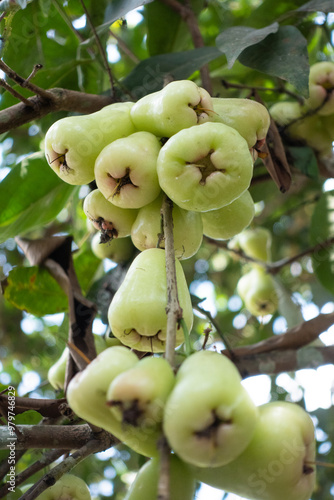 Wax apples clustered on the tree. the ripe fruit. photo