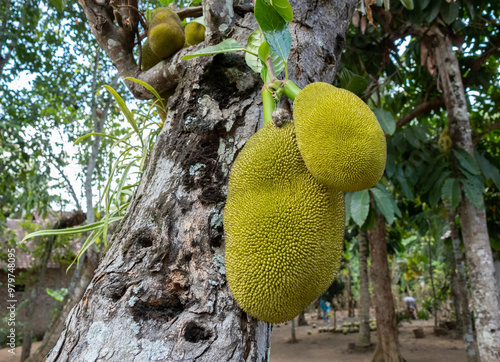 Young jackfruit still green grows in the yard photo