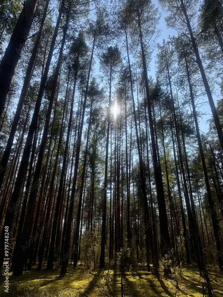 Fototapeta premium forest in autumn