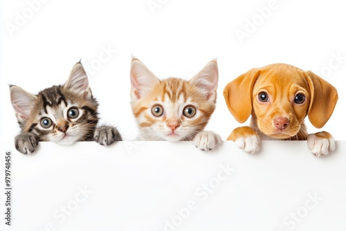 Adorable Kittens and Puppy Peeking Together on White Background