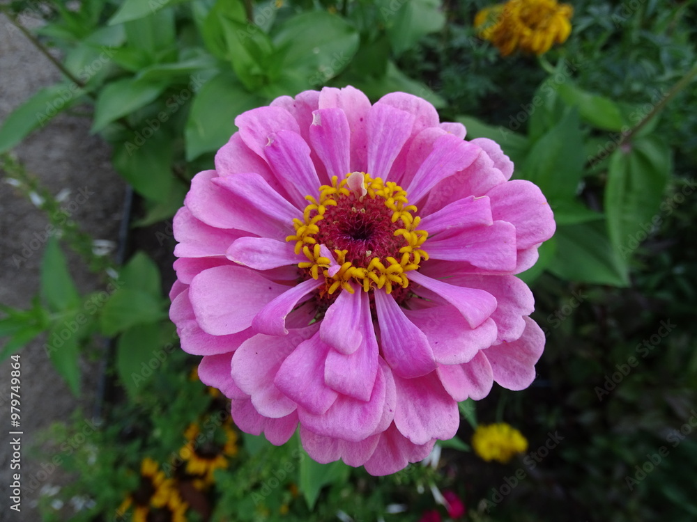 Obraz premium Rosa Blume