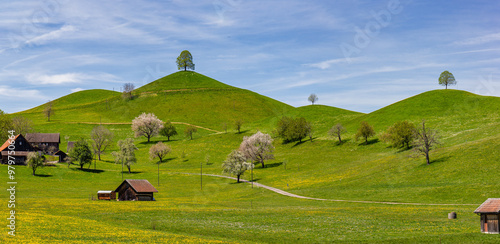 Panorama of Drumlin hills with single tree on each top under blue sky in summer photo