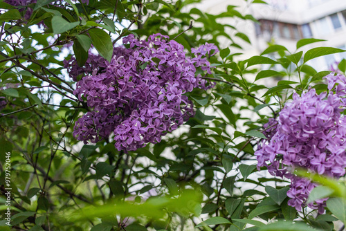 Dark purple common lilac blossom beautiful flowers with leaves