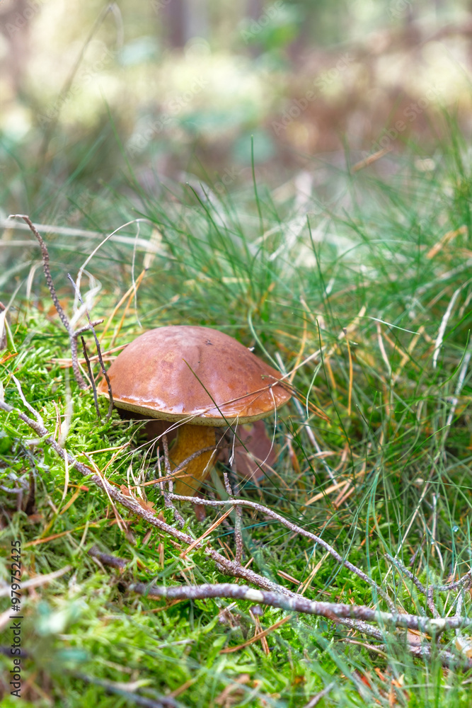 Wild Mushrooms in a Forest Setting Wild Mushrooms in a Forest Setting