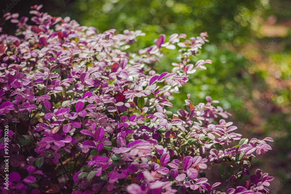 Purple and Green Leaves Shrubs Bushes at Natural Beautiful Outdoor Japanese Garden in Shah Alam Malaysia