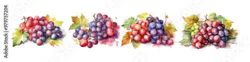 Watercolor grape illustration. Fruit tree.