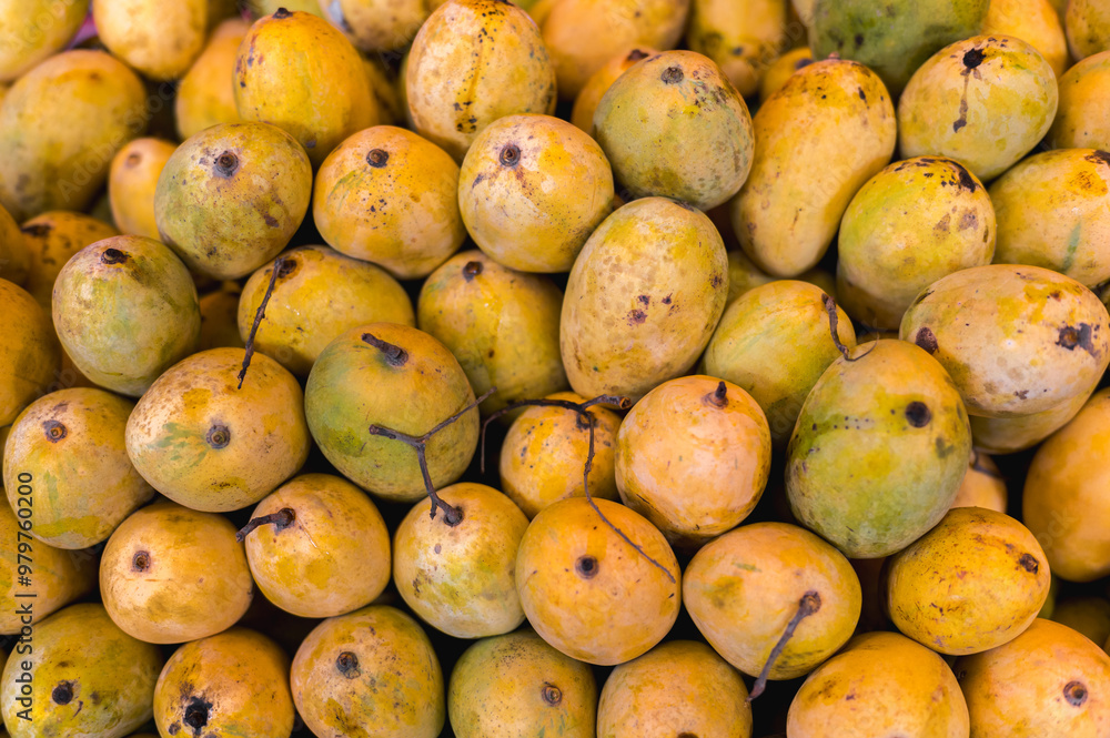 Mango Fruit, Pile of Green Yellow Mango. Lots of ripe colorful mangoes Mango Fruit, Pile of Green Yellow Mango. Lots of ripe colorful mangoes