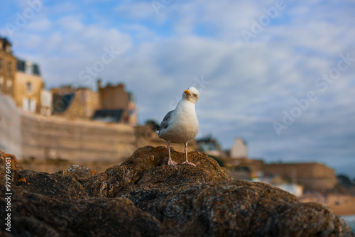 seagull on rocks