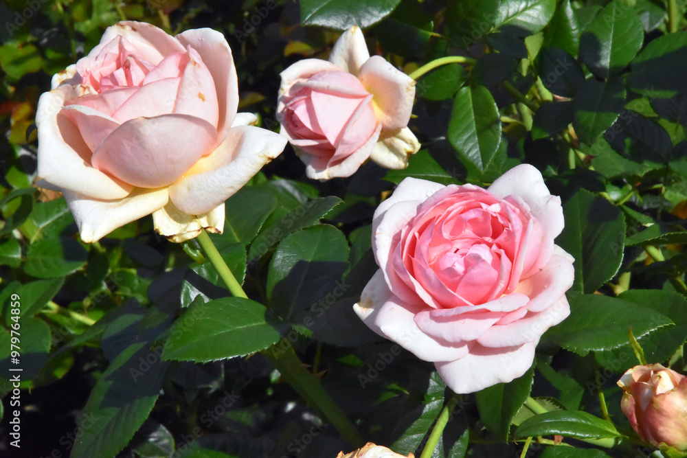 pink roses in garden