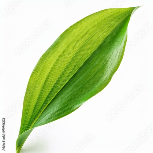 green leaf isolated on white