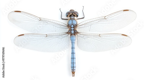 A blue dragonfly with white wings
